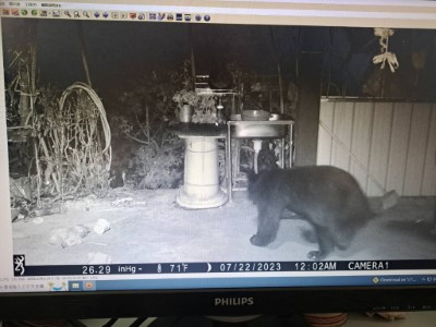 紅外線相機紀錄到黑熊照片2